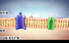 什么是被动运输(被动运输是什么，其利弊及适用场景)