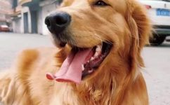 狗狗多大才算成年(狗狗多大才成年？如何判断犬只进入成年期？)