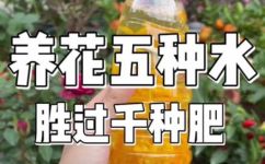 家庭自制花肥的方法(家庭自制花肥的简单方法与技巧，让您的植物更加健康茂盛)