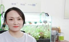金鱼突然趴缸什么原因(金鱼突然趴在鱼缸底，可能是什么原因？详细分析解决方法)