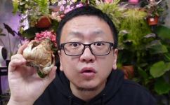 水仙不开花是什么意思(水仙不开花，可能是因为什么原因呢？解析水仙不开花的原因)