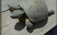旱乌龟的养殖方法(指南如何养好旱乌龟？旱乌龟的养殖技巧及注意事项)