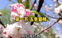 桃花什么颜色样子像什么(桃花的颜色和样子是什么？如何辨认桃花？)