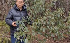 樟树的特点及作用有哪些(樟树：特点用途功效大揭秘)