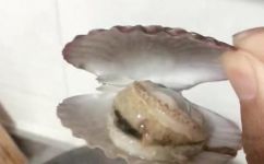 新鲜仙贝煮多长时间为好(如何烹饪新鲜仙贝？建议煮多久最佳)