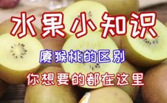 猕猴桃属于哪类的水果(猕猴桃是什么水果？分类详解)