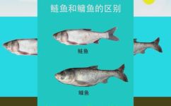 如何区别鳙鱼和鲢鱼(如何准确区分鳙鱼和鲢鱼从外形生态习性和营养价值三方面解析)