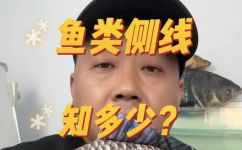 鱼的侧线作用是什么(揭秘鱼的侧线：作用与原理详解)