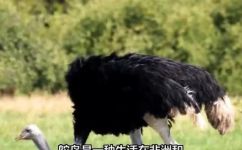 鸵鸟适应在哪里生活(鸵鸟的生存环境及适应方式分析)