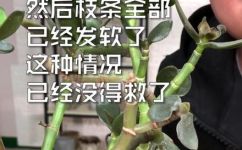玉树的养殖方法和注意事项大全(玉树养殖技巧与注意事项完全攻略)