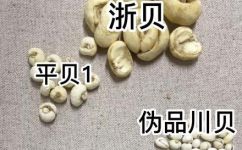 川贝长什么样子(川贝的外观形态和特征是怎样的？)