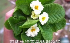 散尾葵冬天好养活吗(散叶报春：冬天养护技巧分享)