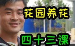沼泽君子兰的形态(沼泽君子兰形态特点详解，助力君子兰爱好者打造独特园林景观)