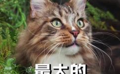 大型猫都有哪些品种(大型猫的品种有哪些？)