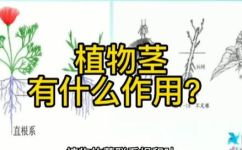 根茎的意思(深入了解根茎的定义及其在植物生长中的作用)