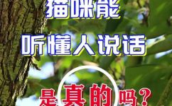 猫咪可以听懂人话么(揭秘猫咪是否能听懂人类语言)
