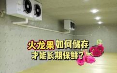 火龙果保存(如何正确保存火龙果？让你的火龙果更加新鲜美味)