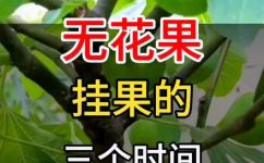 新疆无花果几月份成熟(新疆无花果成熟时间及采摘技巧)