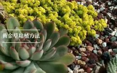如何养殖黄金草(养殖黄金草的技巧及注意事项，助你成功打造美丽花园)