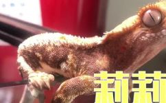 睫角守宫饲养入门常识(睫角守宫饲养初学者必知的入门指南)