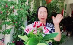 芙蓉树几年后开花(芙蓉树开花需要几年？细数芙蓉树花期及养护技巧)