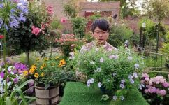 舞春花的养殖方法(舞春花种植技巧，生长养护小窍门)