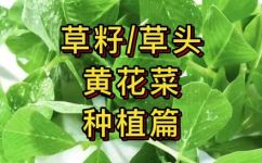 如何栽培黄花菜(黄花菜栽培技巧：从选种到收获全揭秘)