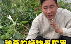 曼陀罗曼陀罗的特征简介(曼陀罗花的特征简介 )