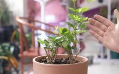 茉莉花盆栽的养殖方法(实用技巧如何养护茉莉花盆栽？学会这些方法让你的花儿更健康)
