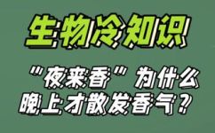 为什么夜来香在夜里才香的原因(探秘夜来香的香气之谜：为何夜里的夜来香更香？)