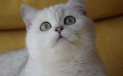 银渐层是美短还是英短(银渐层适合作为宠物的是美国短毛猫还是英国短毛猫？)