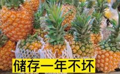 菠萝能放几天(菠萝保存时间有多久？ 如何合理储存菠萝？)