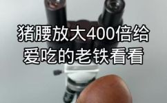 腰花是哪个部位(腰花是什么？腰花对应哪个身体部位？)