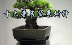 中国十大盆景品种(1. 探索中国盆景：十大品种一览)