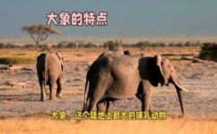 大象的外形特点(探究大象外貌之独特特征)