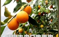 吃金桔带皮吗(金桔的皮能否吃？教你正确的金桔吃法)