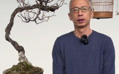 梅花怎么养殖方法和注意事项(梅花养殖方法及注意事项，让你轻轻松松打造花园美景)