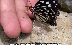抓蝴蝶的简单方法介绍(如何轻松抓住蝴蝶？详细介绍抓蝴蝶的技巧和步骤)