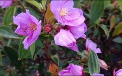 野牡丹的花语和象征意义(野牡丹：揭秘其花语和象征意义)