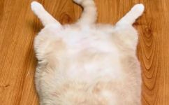 猫饼是什么意思(详解猫饼的含义和由来，看这里)