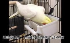 鹦鹉有几种(鹦鹉品种分类及特征解析，快速了解鹦鹉的多样化!)