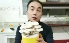种植平菇对人身体有什么危害(种植平菇会对人体健康造成哪些危害？)