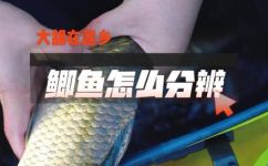 草鱼是鲫鱼吗(草鱼和鲫鱼有什么区别？深度剖析草鱼和鲫鱼的区别)