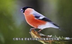 红腹灰雀的特点(深入了解红腹灰雀：特征习性及保护措施)