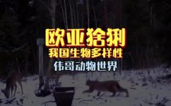 山狸子是保护动物吗(山狸子保护动物吗？解读山狸子是否受保护)