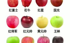 苹果的种类及特点是什么(苹果种类及特点介绍：从颜色口感到营养，一一为您详解)