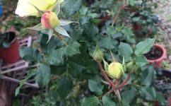 奶龙月季香吗(奶龙月季的香气如何？了解奶龙月季的芳香特点)