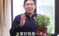 玛格丽特菊花如何养殖(玛格丽特菊花的养殖技巧及注意事项)