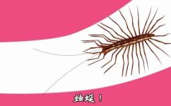 蚰蜒咬人吗(蚰蜒会咬人吗？如何预防蚰蜒咬伤？)