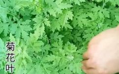 菊花叶作用(菊花叶的功效及作用介绍)